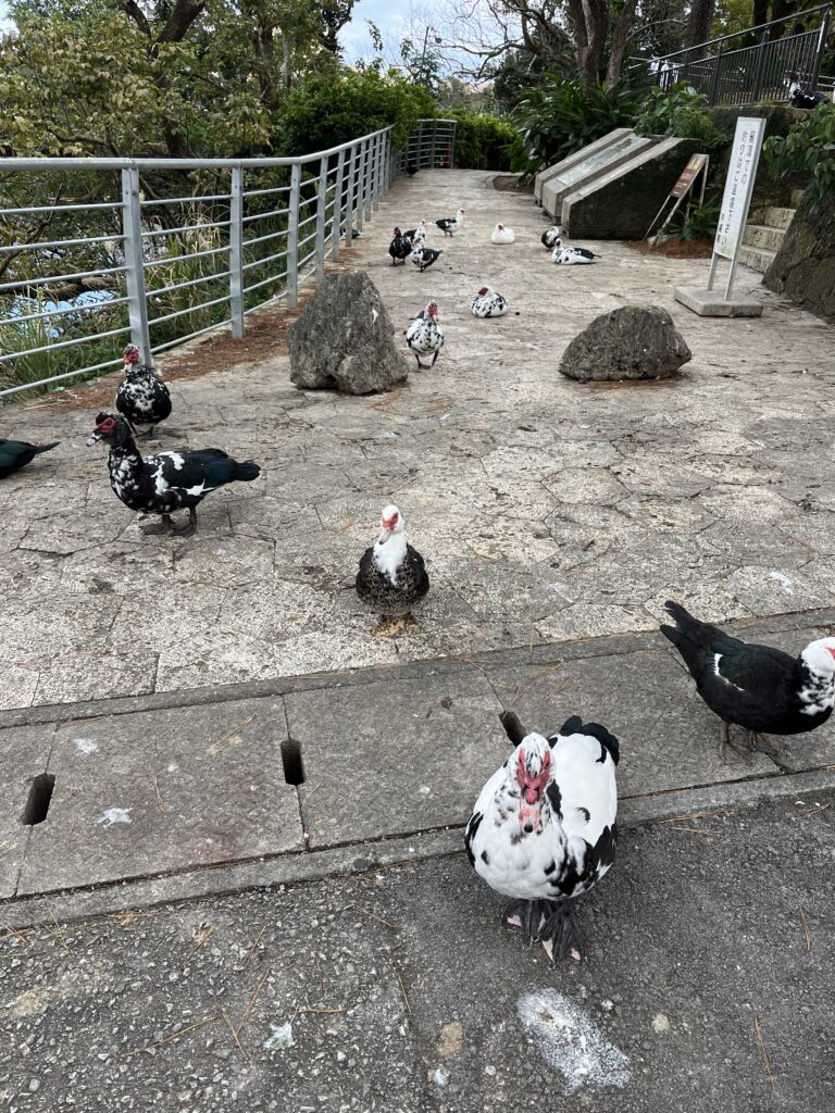 沖縄旅行 子連れ沖縄 台湾アヒル 首里城