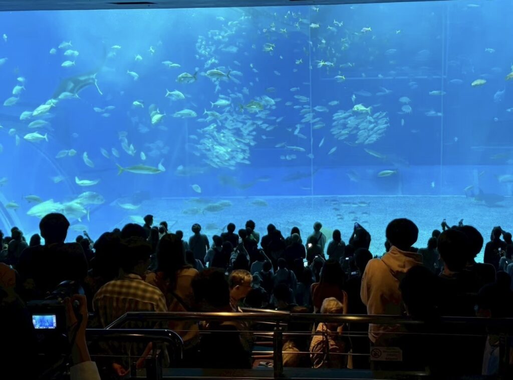 沖縄旅行
安い時期
子連れ
美ら海水族館
